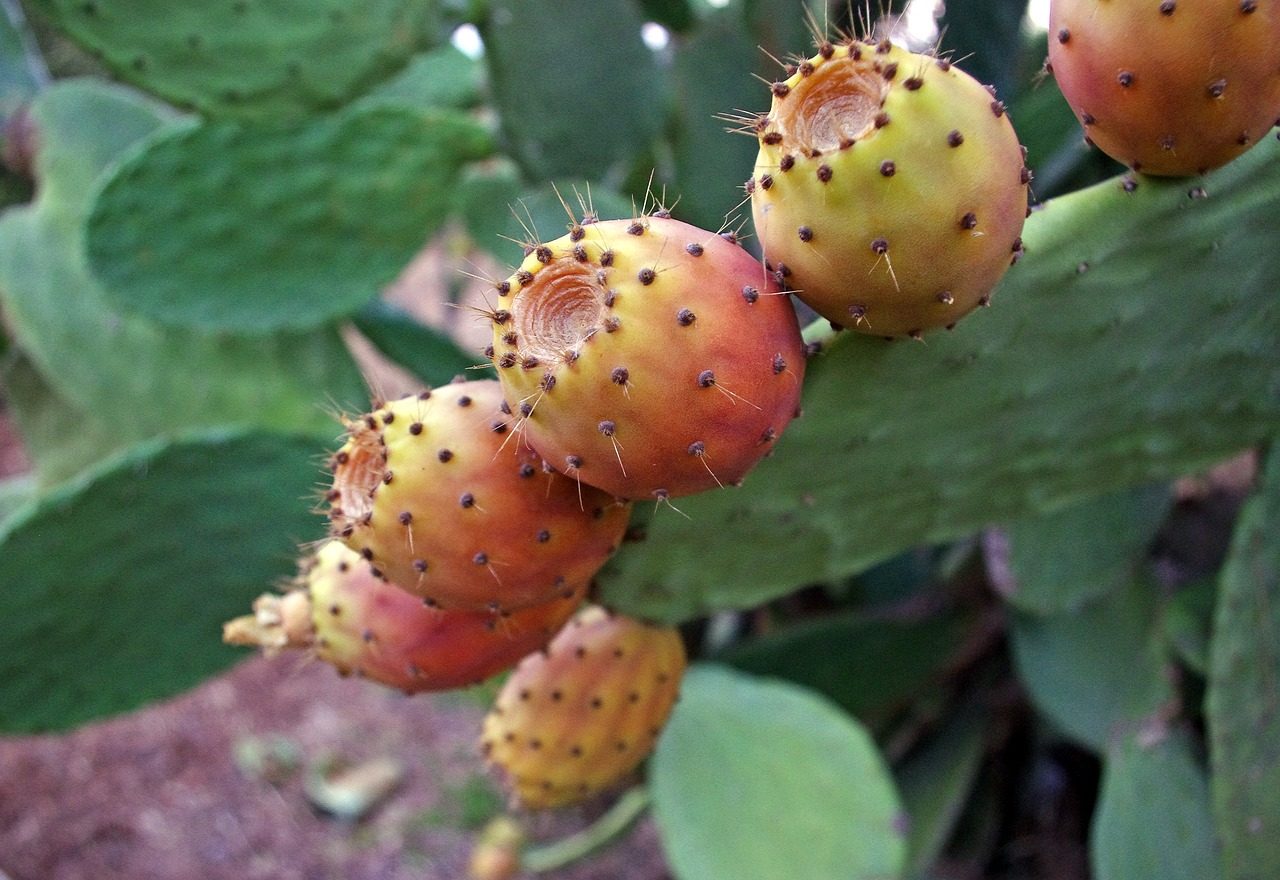 Organic Prickly Pear Oil Beauty Mercado